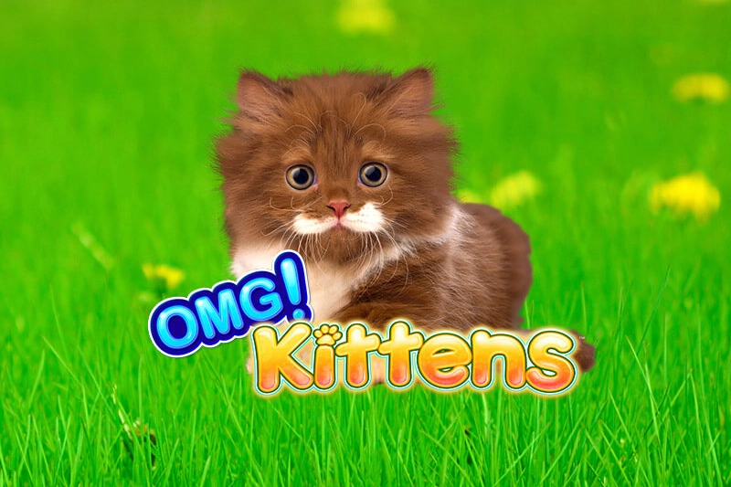 13051 omg kittens